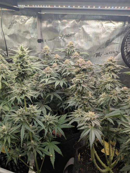 Toad Venum Auto - Growers Choice. Week 6