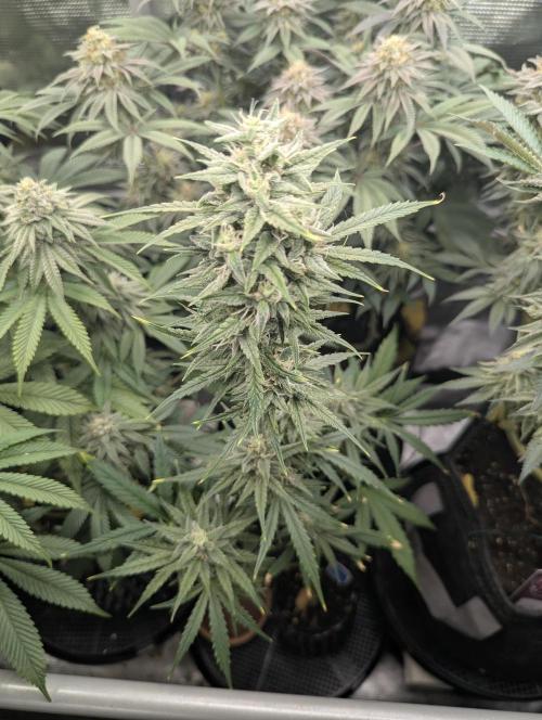 Toad Venum Auto - Growers Choice. Week 6
