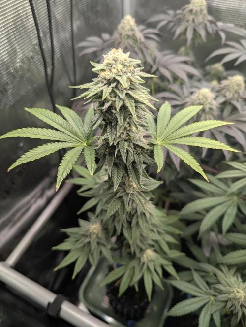 Mental Rainbow FF - Sweet Seeds. Week 9