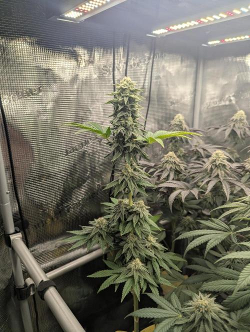 Mental Rainbow FF - Sweet Seeds. Week 9