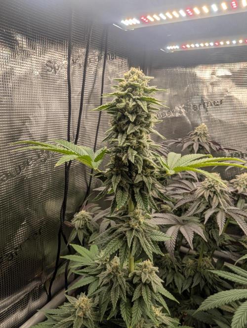 Mental Rainbow FF - Sweet Seeds. Week 9