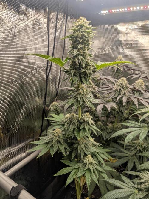 Mental Rainbow FF - Sweet Seeds. Week 9