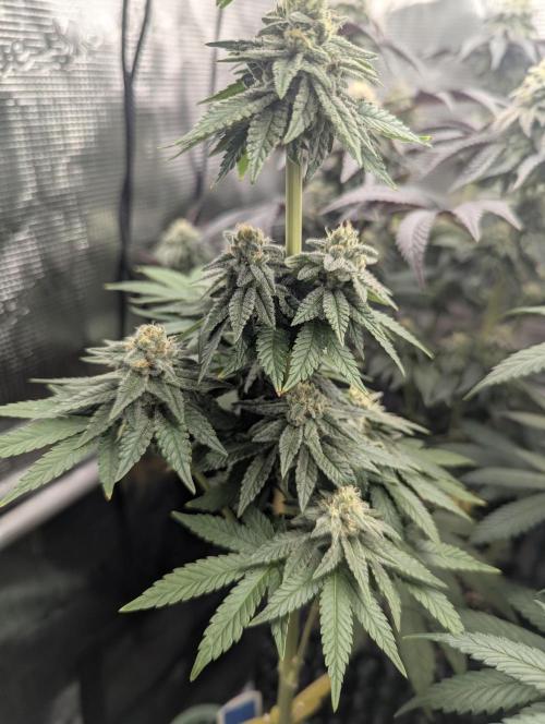 Mental Rainbow FF - Sweet Seeds. Week 9