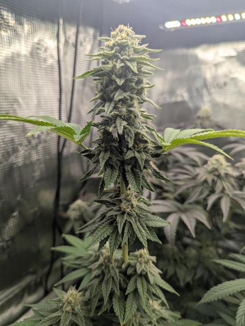 Mental Rainbow FF - Sweet Seeds. Week 9