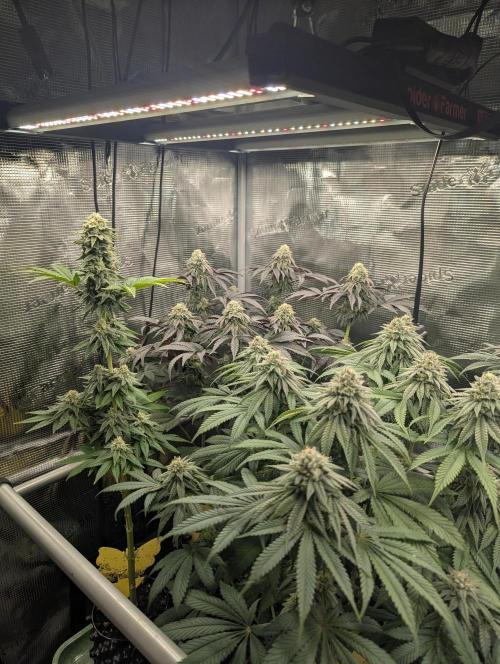 Mental Rainbow FF - Sweet Seeds. Week 9