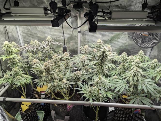 Mental Rainbow FF - Sweet Seeds. Week 9