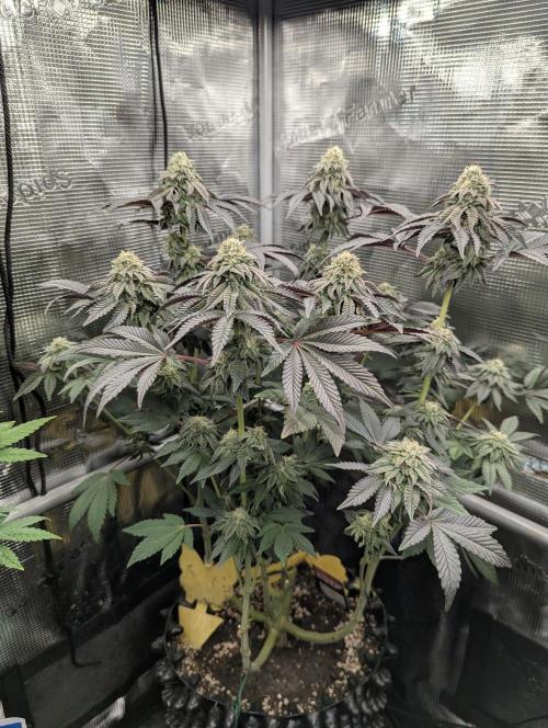 Potion - Wizard Trees. Week 11