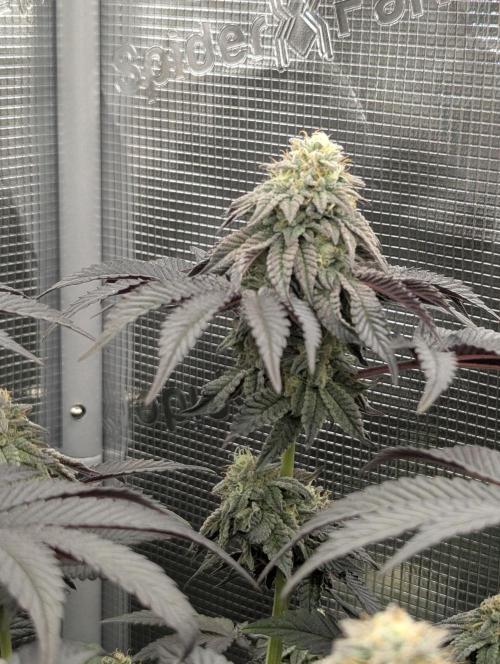 Potion - Wizard Trees. Week 11