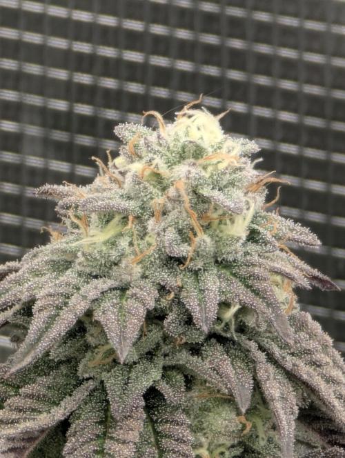 Potion - Wizard Trees. Week 11