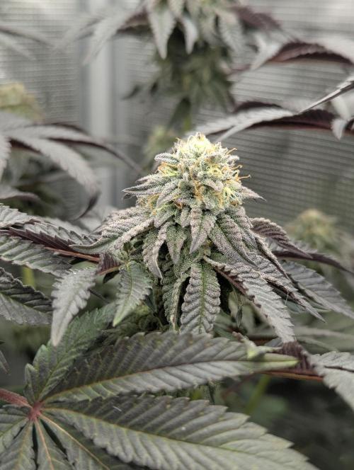 Potion - Wizard Trees. Week 11