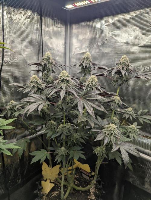 Potion - Wizard Trees. Week 11