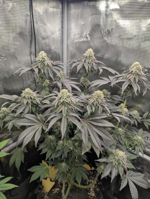 Potion - Wizard Trees. Week 11