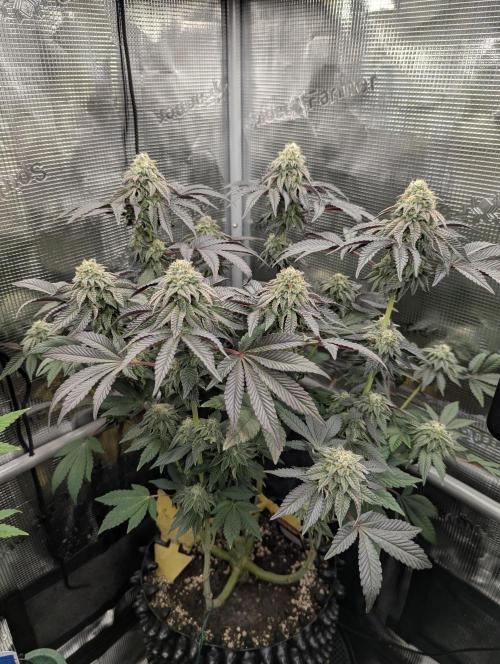 Potion - Wizard Trees. Week 11