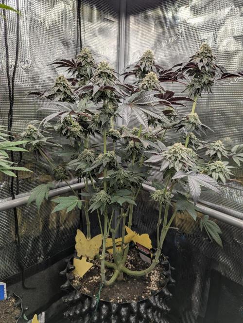 Potion - Wizard Trees. Week 11
