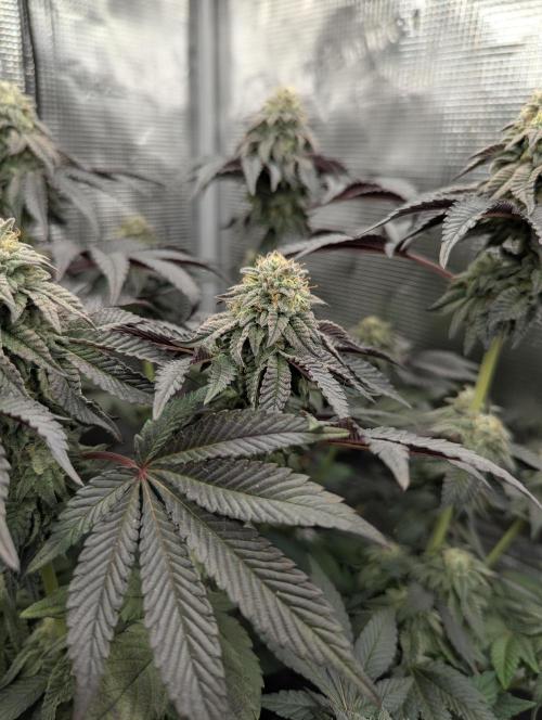 Potion - Wizard Trees. Week 11