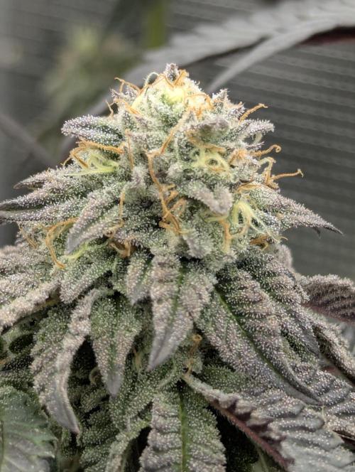Potion - Wizard Trees. Week 11