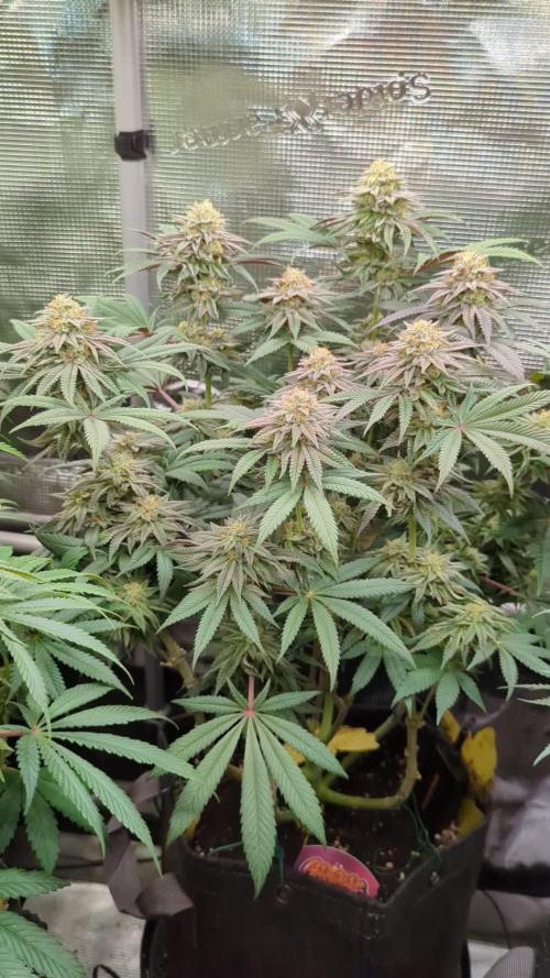 Grand Prixx - Wizard Trees