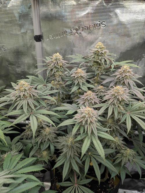 Grand Prixx - Wizard Trees. Week 11