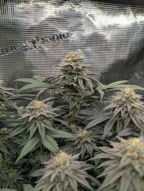Grand Prixx - Wizard Trees. Week 11