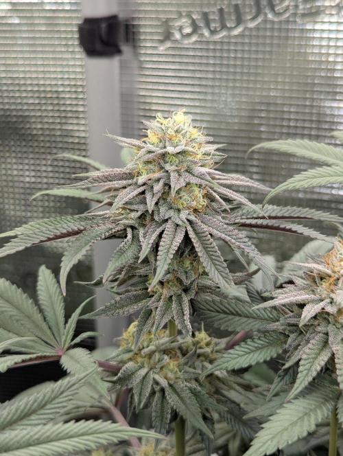 Grand Prixx - Wizard Trees. Week 11