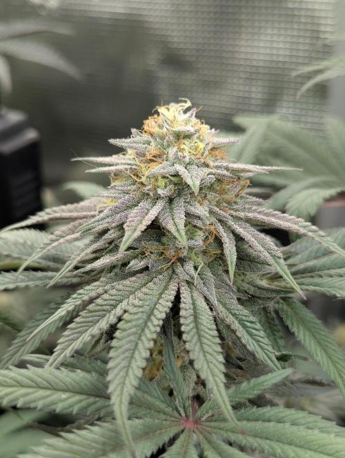 Grand Prixx - Wizard Trees. Week 11