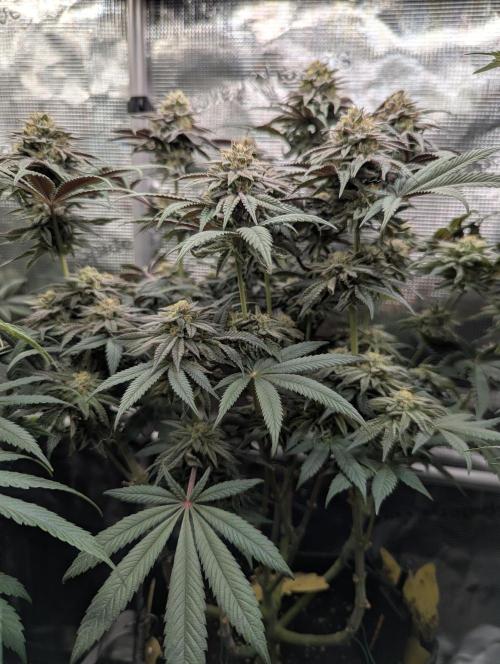 Grand Prixx - Wizard Trees. Week 11