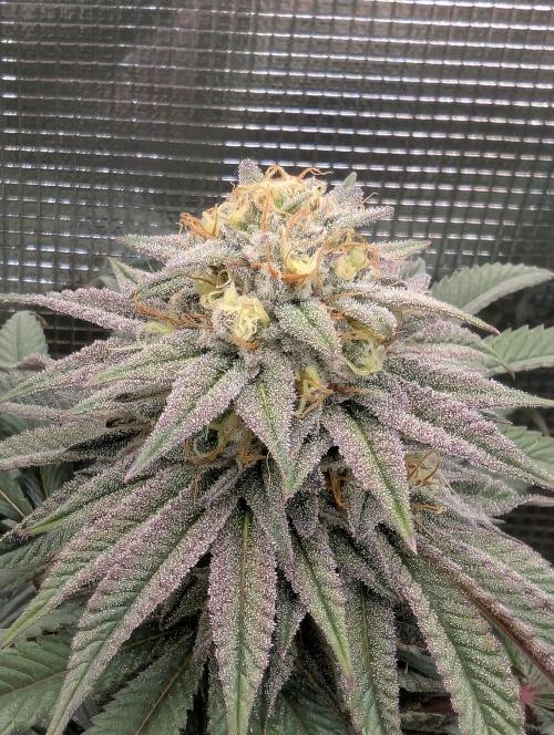 Grand Prixx - Wizard Trees. Week 11