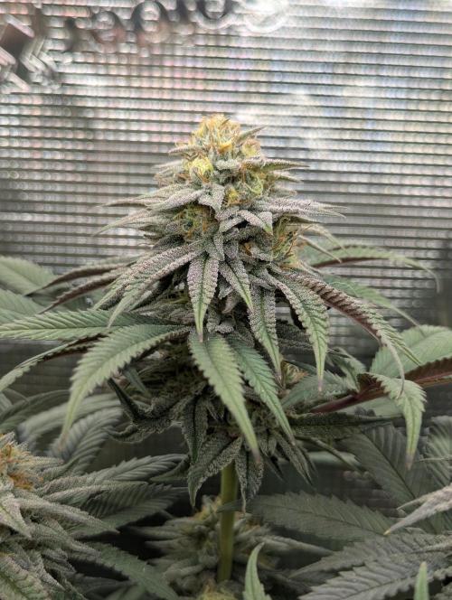 Grand Prixx - Wizard Trees. Week 11