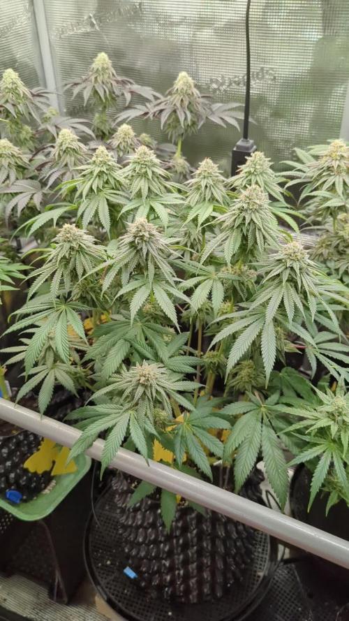 Glue 31 - Compound Genetics