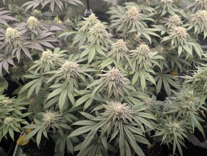 Glue 31 - Compound Genetics. Week 10