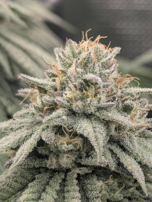 Glue 31 - Compound Genetics. Week 10
