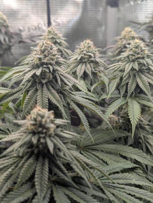 Glue 31 - Compound Genetics. Week 10