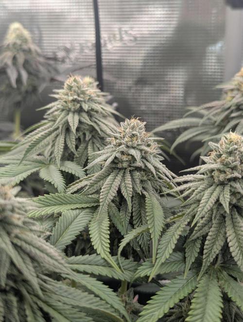 Glue 31 - Compound Genetics. Week 10