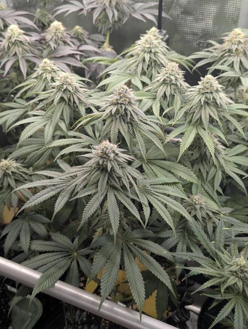 Glue 31 - Compound Genetics. Week 10