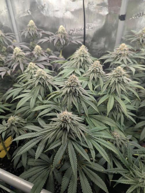Glue 31 - Compound Genetics. Week 10