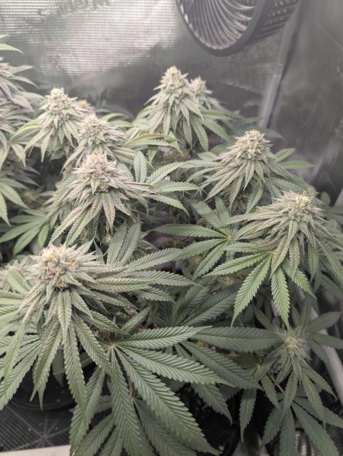 Glue 31. Week 10