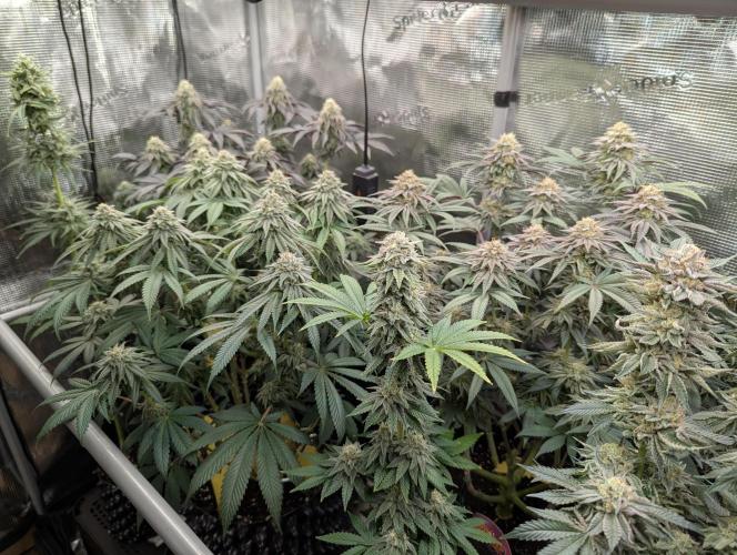 Glue 31. Week 10
