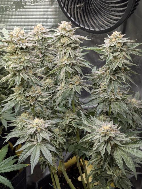 Night Ritual - Wizard Trees. Week 11