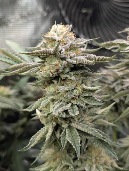 Night Ritual - Wizard Trees. Week 11