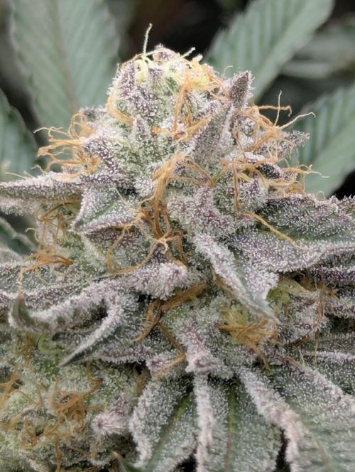 Night Ritual - Wizard Trees. Week 11