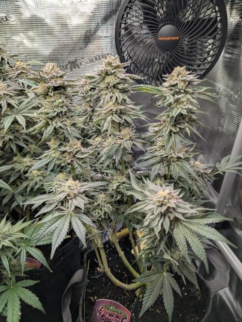 Night Ritual - Wizard Trees. Week 11