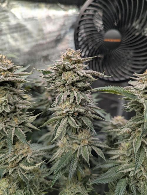 Night Ritual - Wizard Trees. Week 11