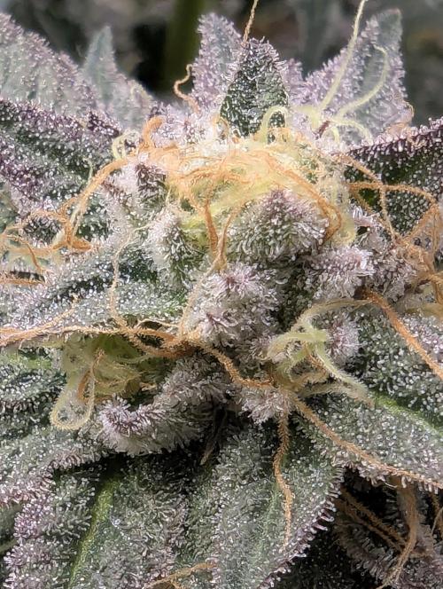 Night Ritual - Wizard Trees. Week 11