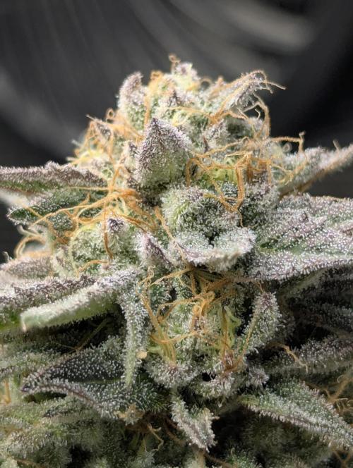 Night Ritual - Wizard Trees. Week 11