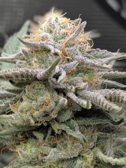 Night Ritual - Wizard Trees. Week 11
