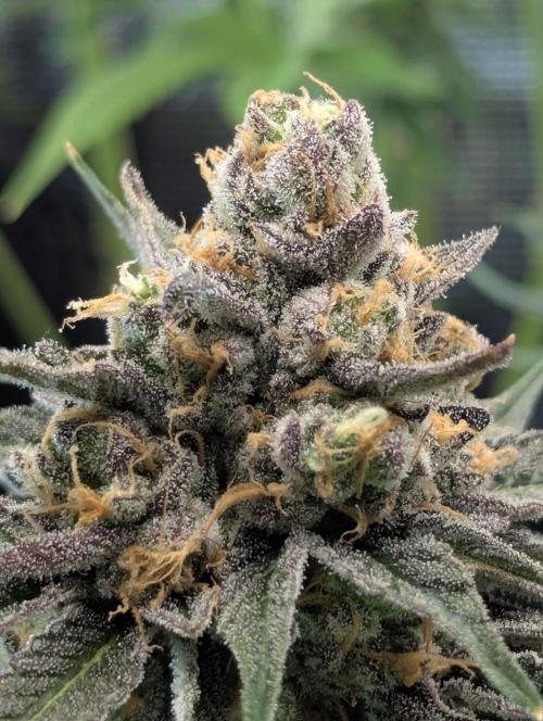 ZkyscraperZ - N.Y.Ceeds. Week 12