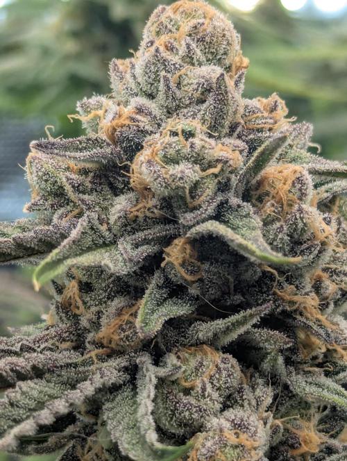 ZkyscraperZ - N.Y.Ceeds. Week 12