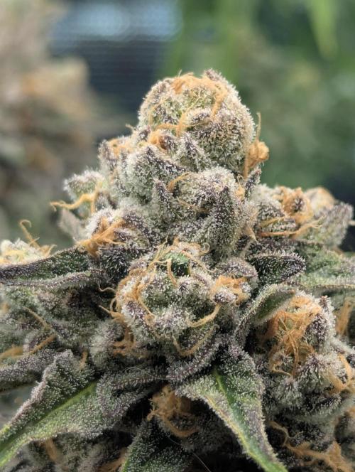 ZkyscraperZ - N.Y.Ceeds. Week 12