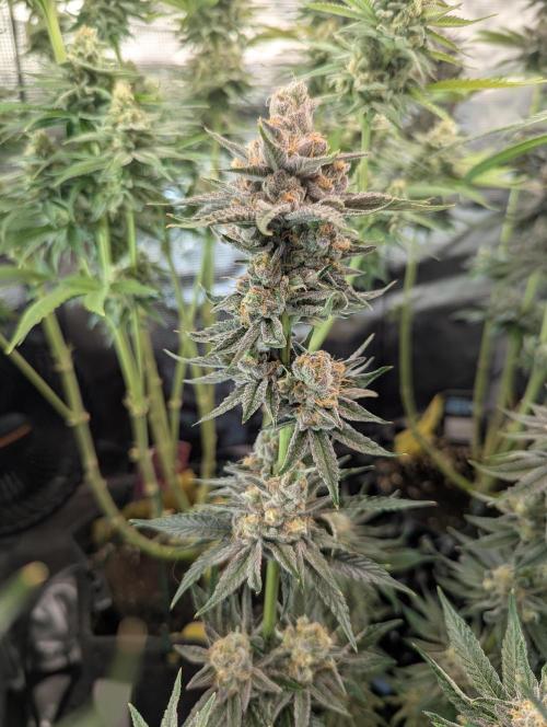 ZkyscraperZ - N.Y.Ceeds. Week 12