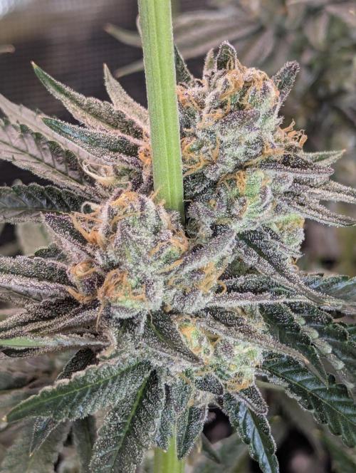ZkyscraperZ - N.Y.Ceeds. Week 12